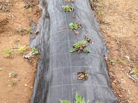 Plantação de morangueiros